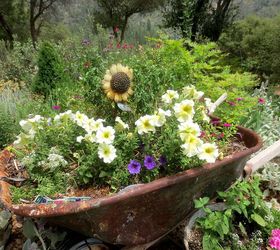 how to plant a rusty wheelbarrow for the garden, gardening, repurposing upcycling, In July it s looking good I think