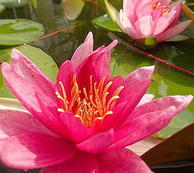 beauty is in the eye of the beholder ecosystem pond nh, outdoor living, ponds water features, Beauty is in the eye of the beholder ecosystem pond NH red waterlilies