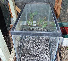 how to root roses lilacs and other semi hardwood cuttings, gardening, Place fish tank over cutting that have been firmed into place make sure no leaves or stems touch the glass make sure there is a space on bottom for air circulation