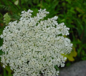 flowers in my gardens, flowers, gardening, Queen Anne s Lace yes I really did plant this weed in my flower bed Very hard to get rid of I just love the delicate look of this flower