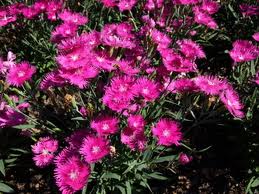 attracting hummingbirds, pets animals, Dianthus hummers are attracted to the deep magenta colour