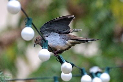 part 2 back story of tllg s rain or shine feeders, outdoor living, pets animals, urban living, Mourning Dove facing west where fireworks are held in relation to where I live from atop the string lights over my garden This image was featured in a post on Blogger