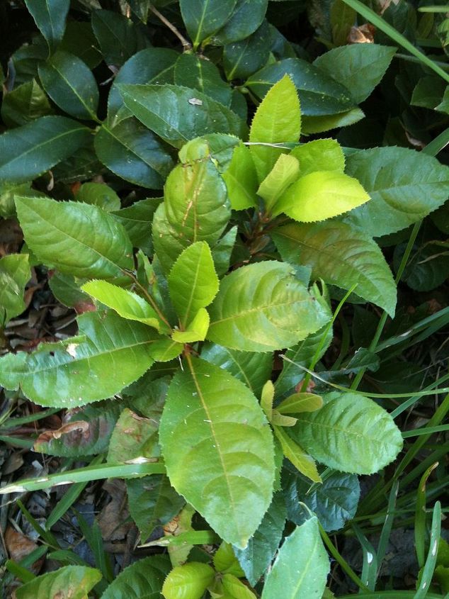 preciso de ajuda para identificar esta plantinha, Alguns que ainda est o na sombra de uma cam lia