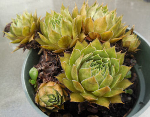 q does anyone know the name of these echeverias, gardening, 5