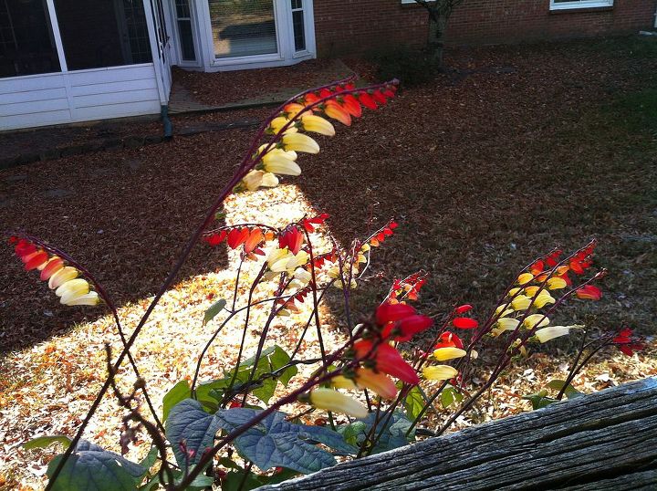 what is this flower, flowers, gardening