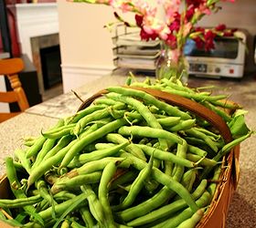how to freeze green beans from the garden, gardening, Bend and pick A take on the bend and snap right Legally Blonde lovers