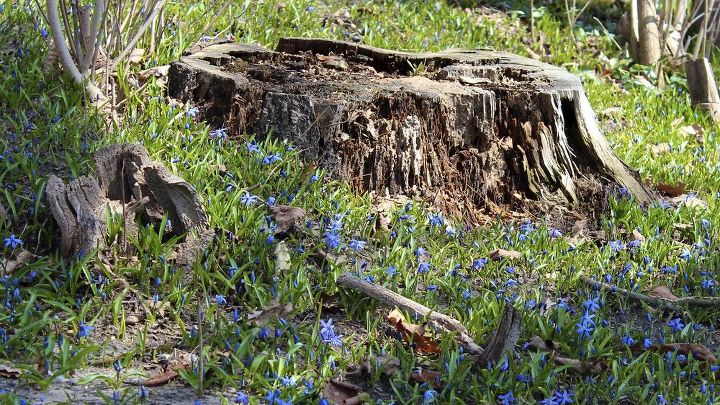 las primeras flores de la primavera, Naturalizadas en el c sped estas escilas producen una alfombra de peque as flores azules o blancas a principios de la primavera