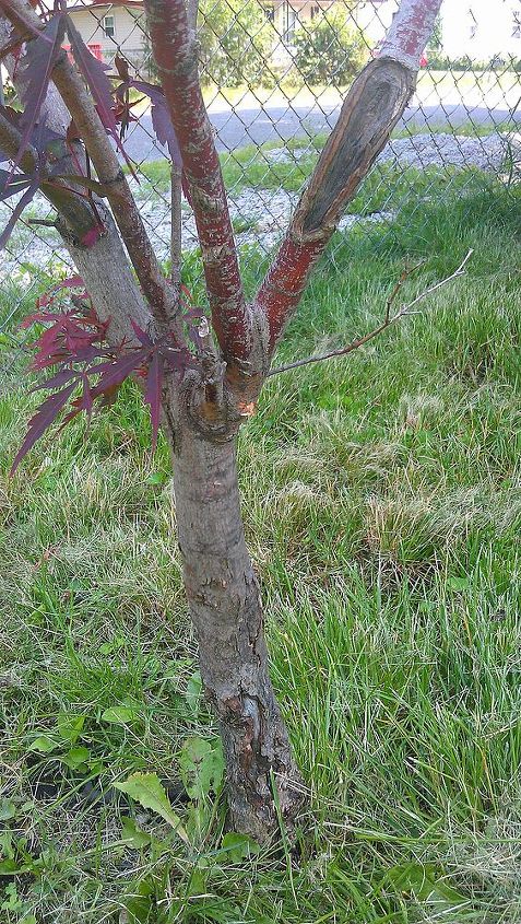 is something wrong with my mom s japanese maple, gardening, See bottom of tree Maybe this was damage from being rammed with the lawn mower Darn nephews