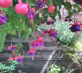 pot rambling, container gardening, flowers, gardening, hydrangea, perennials