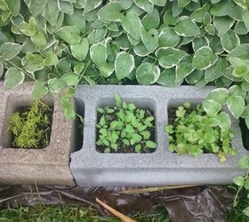 cinder block gardening, gardening, Fennel sage and cilantro in cinder blocks