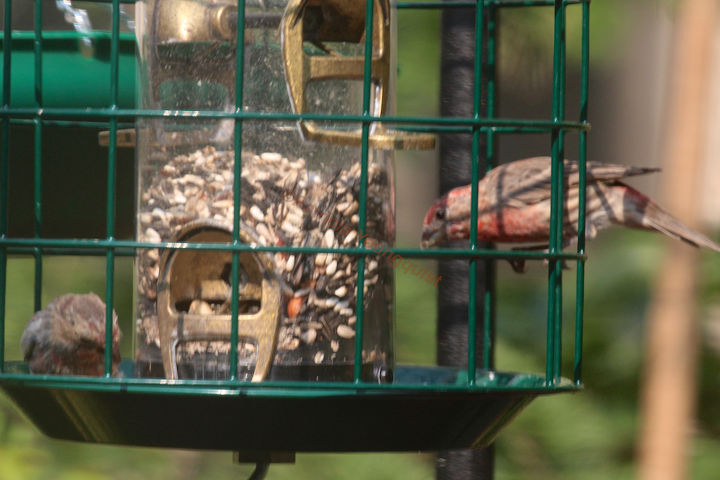 catching crumbs that fall to the floor followup 3 to 8 22 s post, decks, gardening, outdoor living, pets animals, urban living, Male House Finch enjoying new set up This image was also featured within TLLG s Blogger posts on an entry