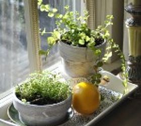 winter bright indoor plants, gardening, home decor