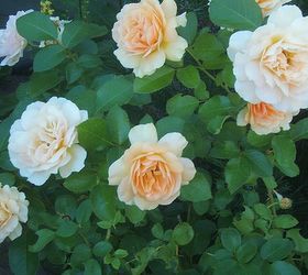 easy tips for pruning roses, gardening, Rose Alchemyst climbing rose