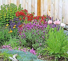 re landscaping to shrubs and perennials, flowers, gardening, landscape, perennial, succulents