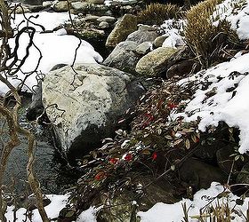 winter waterscapes, outdoor living, ponds water features, Holly and Curly Branch Compliment Pond