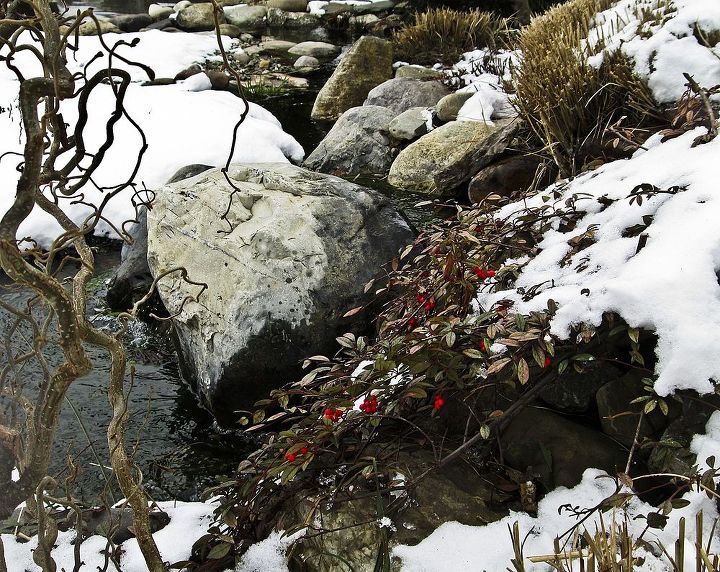 winter waterscapes, outdoor living, ponds water features, Holly and Curly Branch Compliment Pond