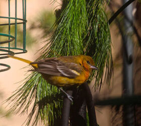 the loss of a visiting bird borrowed time, gardening, pets animals, Emily s Day 21 View Two Alighting on the garland decorated pole system holding my bird feeders
