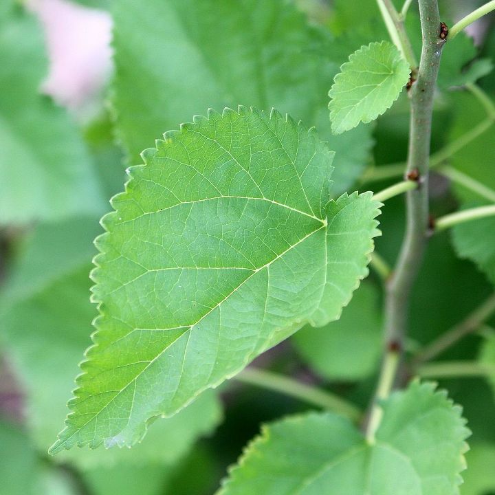 erva daninha ou planta valiosa, As folhas s o serrilhadas e t m cerca de 10 a 15 cent metros de comprimento