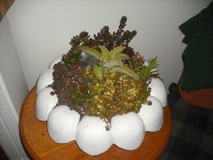 my succalent garden brought in for winter and coleus rooting for spring, gardening, What do u think of this brought in have it sitting on a huge saucer to raise it and that way I can put paper towers around it when I water just in case like it better than a pot
