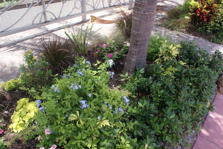 new pictures, gardening, Blue Plumbago with Emerald Ficus on the right