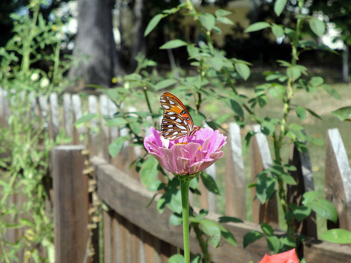 beautiful butterflies in backyard summer garden, gardening, Butterfly on cosmos