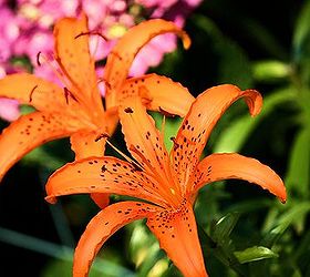 orange color flowers, flowers, gardening, Orange Lily Tiger Lily
