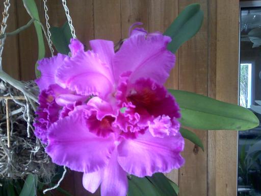 q my favorite orchids, flowers, gardening