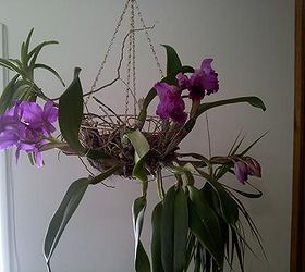 q my favorite orchids, flowers, gardening