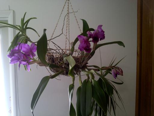 q my favorite orchids, flowers, gardening