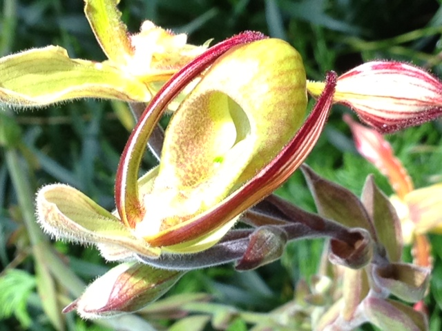 photos from the atlanta botanical garden, flowers, gardening, Lady slipper orchid