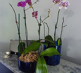 easiest plants to keep in the house years ago a nursery place told me to put 2 tbsp, flowers, home decor, Orchids in the Den
