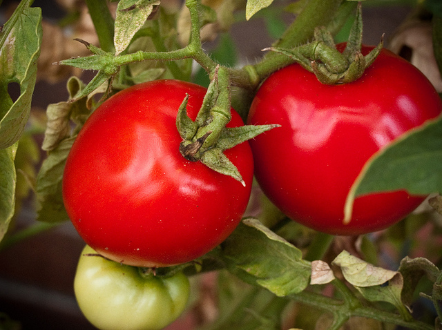 cultive sua prpria comida jardinagem em contineres para espaos pequenos, Os tomates adoram recipientes