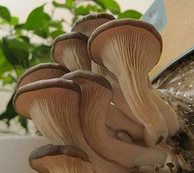 the 16 best healthy edible plants to grow indoors, gardening, Mushrooms aren t just flavorful they re also a good source of fiber and vitamin C as well as antioxidants and cancer fighting compounds