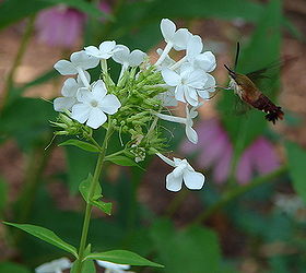 hummingbird moth, gardening