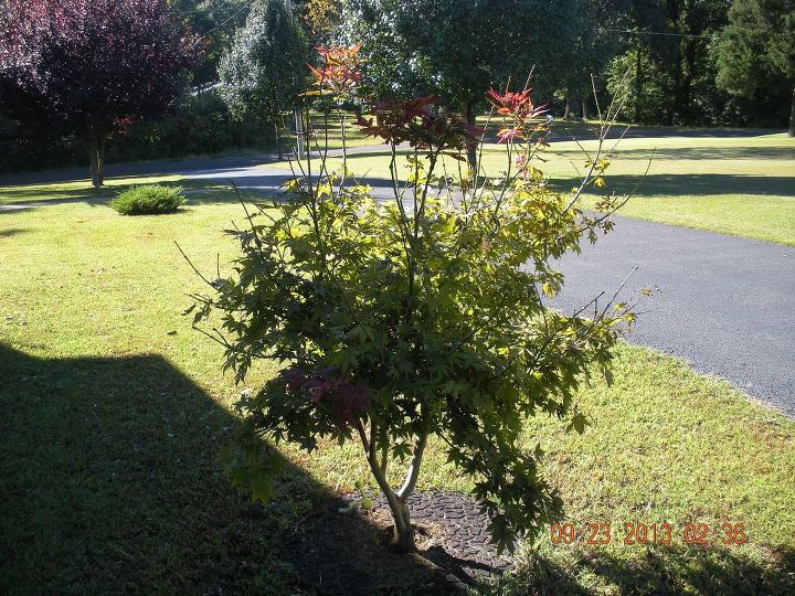 i ve had this japanese maple now for over 3 years, gardening