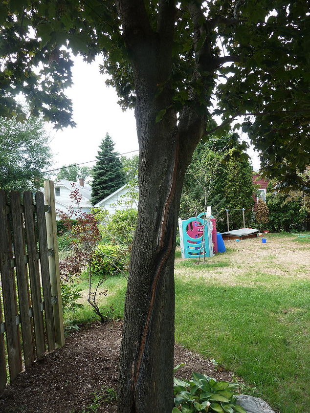 is this red maple ok, gardening