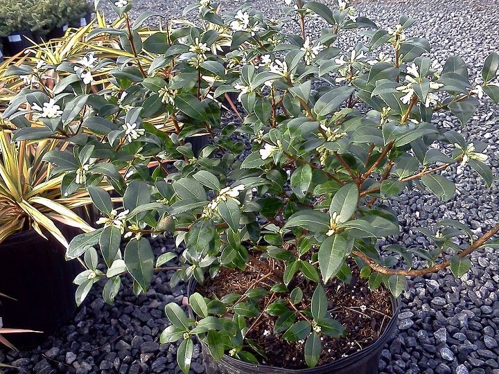 q plants in bloom today in the nursery 21 pictures, gardening, Osmanthus burkwoodi just breaking bud