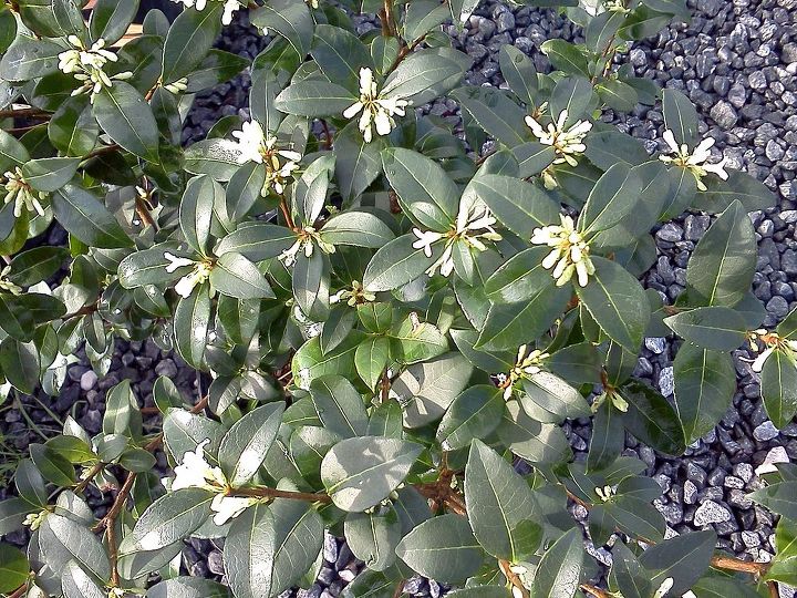 q plants in bloom today in the nursery 21 pictures, gardening, Osmanthus burkwoodi almost there