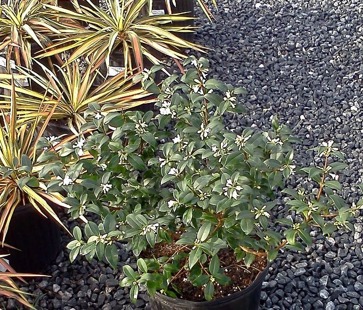 q plants in bloom today in the nursery 21 pictures, gardening, with Yucca