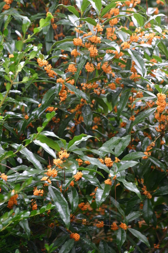 autumn is in the air here in the south the delightful perfume of tea olive, flowers, gardening, landscape, Osmanthus fragrans Aurantiacus fragrant flowers