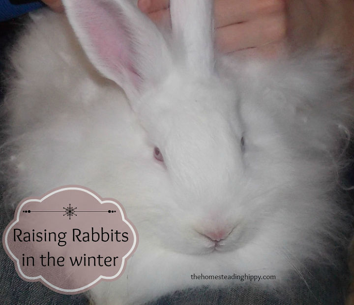 raising rabbits in the winter