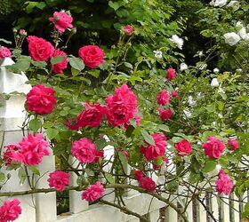 i d like to share my collections, flowers, gardening, My climbing roses