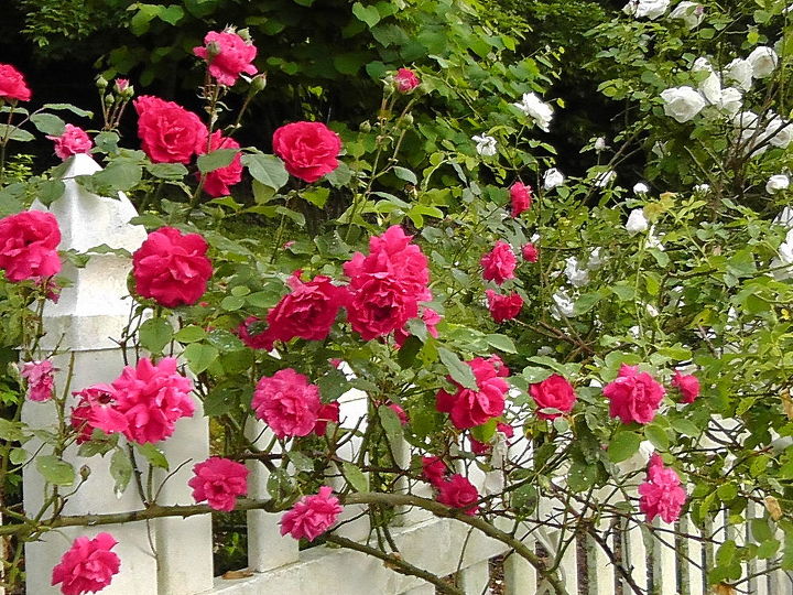 i d like to share my collections, flowers, gardening, My climbing roses