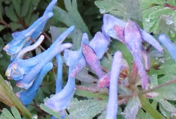 spring is definitely on the way, gardening, Blue Heron Corydallis