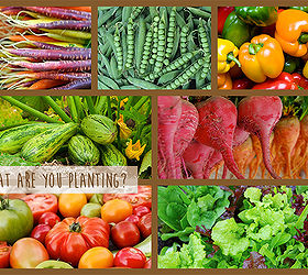 what are you planting, container gardening, gardening, Beets Carrots Peppers Squash Zucchini Tomatoes Lettuce Herbs Arugula SweetPeas Kohlrabi Cucumber Okra Corn Broccoli Cabbage Turnips WhoEvenEatsTurnips