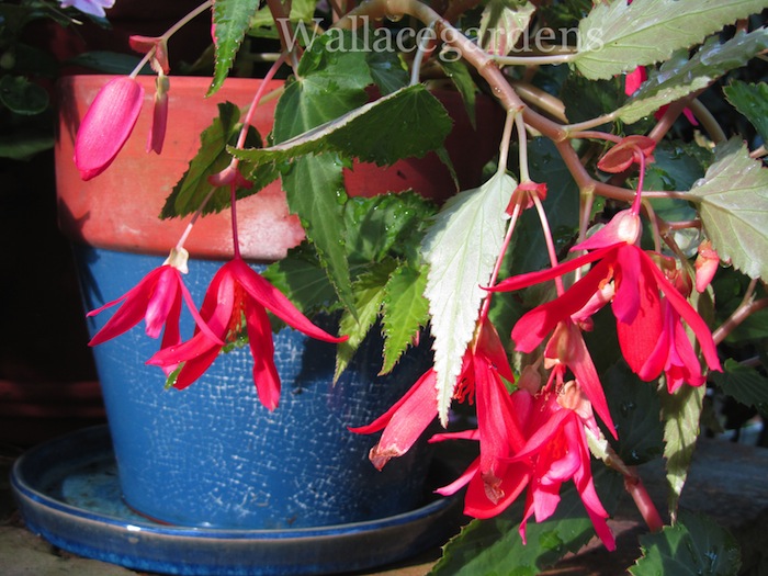 plantas patriticas para una fiesta del 4 de julio patritico vidaurbana, Begonias rojas en una maceta azul Ya est