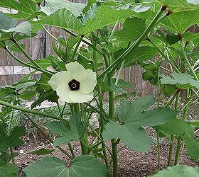 my garden, and more Okra