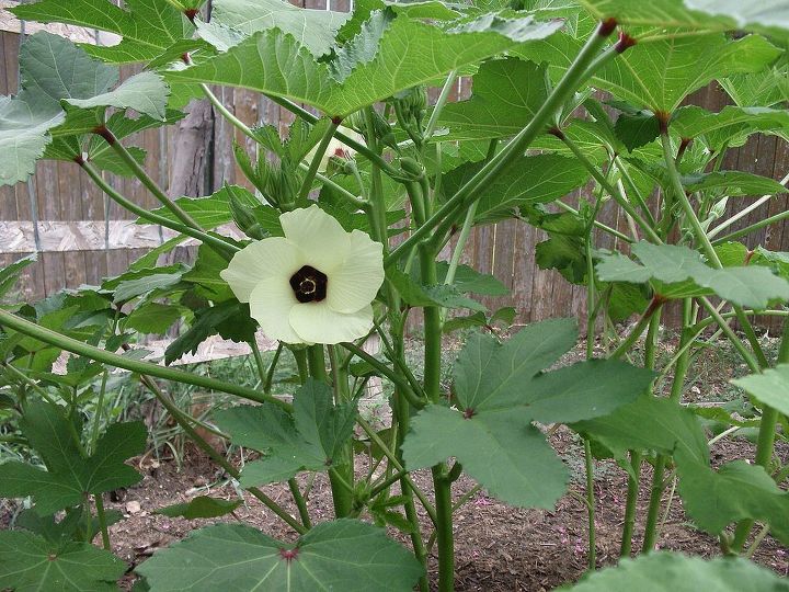 my garden, and more Okra