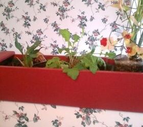 i redid this flower box thats built into the wall of back doorway but having, flowers, gardening, Gerbera on other side