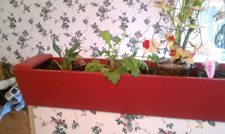 i redid this flower box thats built into the wall of back doorway but having, flowers, gardening, Gerbera on other side